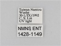 橙擬燈蛾藏品圖，第3張