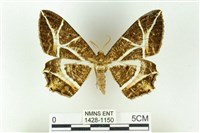 樹形尺蛾藏品圖，第1張