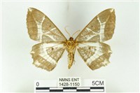 樹形尺蛾藏品圖，第2張