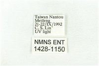 樹形尺蛾藏品圖，第3張