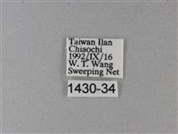 異紋帶蛺蝶藏品圖，第3張