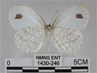 纖粉蝶、黑點粉蝶藏品圖，第2張