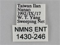 纖粉蝶、黑點粉蝶藏品圖，第3張