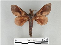 大褐斑枯葉蛾藏品圖，第1張