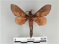 大褐斑枯葉蛾藏品圖，第2張