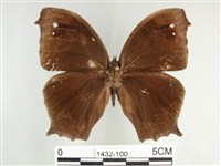 森林暮眼蝶、黑樹蔭蝶藏品圖，第1張