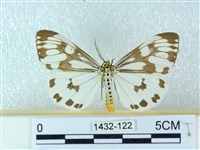 粉蝶燈蛾藏品圖，第1張