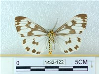 粉蝶燈蛾藏品圖，第2張