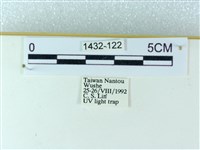 粉蝶燈蛾藏品圖，第3張