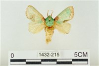 基褐綠刺蛾藏品圖，第1張