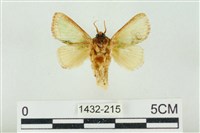 基褐綠刺蛾藏品圖，第2張