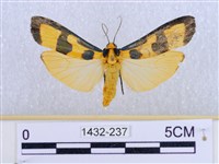 閃光苔蛾藏品圖，第1張