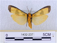 閃光苔蛾藏品圖，第2張