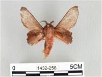 臺灣枯葉蛾藏品圖，第1張