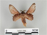 臺灣枯葉蛾藏品圖，第2張