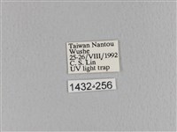 臺灣枯葉蛾藏品圖，第3張