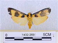 閃光苔蛾藏品圖，第1張