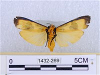 閃光苔蛾藏品圖，第2張