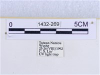 閃光苔蛾藏品圖，第3張