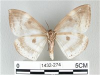 圓翅大鉤蛾藏品圖，第2張