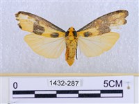 閃光苔蛾藏品圖，第1張