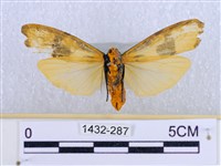 閃光苔蛾藏品圖，第2張