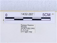 閃光苔蛾藏品圖，第3張