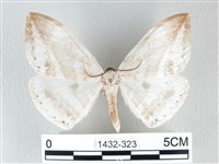 圓翅大鉤蛾藏品圖，第1張