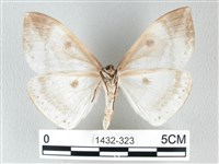 圓翅大鉤蛾藏品圖，第2張