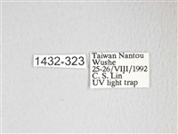 圓翅大鉤蛾藏品圖，第3張