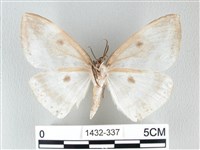 圓翅大鉤蛾藏品圖，第2張