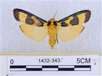 閃光苔蛾藏品圖，第1張