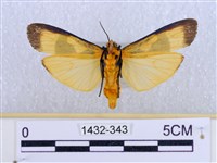 閃光苔蛾藏品圖，第2張