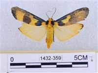 閃光苔蛾藏品圖，第1張