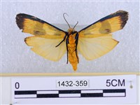 閃光苔蛾藏品圖，第2張