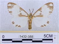 後凸蝶燈蛾藏品圖，第1張