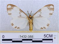 後凸蝶燈蛾藏品圖，第2張