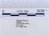 後凸蝶燈蛾藏品圖，第3張