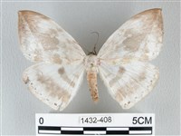 圓翅大鉤蛾藏品圖，第1張