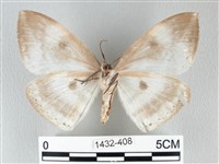 圓翅大鉤蛾藏品圖，第2張