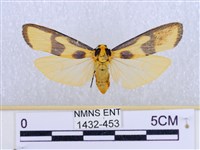 閃光苔蛾藏品圖，第1張