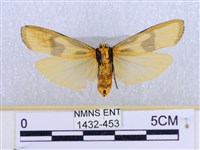 閃光苔蛾藏品圖，第2張