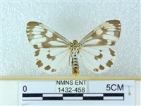 粉蝶燈蛾藏品圖，第1張