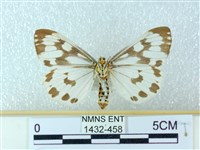 粉蝶燈蛾藏品圖，第2張