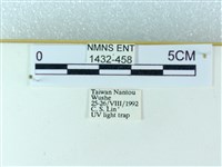 粉蝶燈蛾藏品圖，第3張