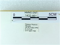 粉蝶燈蛾藏品圖，第3張