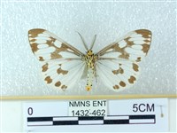 粉蝶燈蛾藏品圖，第2張