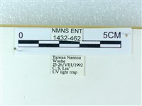 粉蝶燈蛾藏品圖，第3張