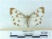 粉蝶燈蛾藏品圖，第2張