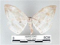 圓翅大鉤蛾藏品圖，第1張